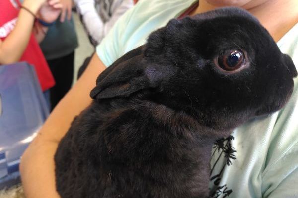 Tierischer Besuch im BNT-Unterricht der Klasse 5a