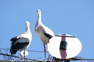 Storch beringt Storch beringt